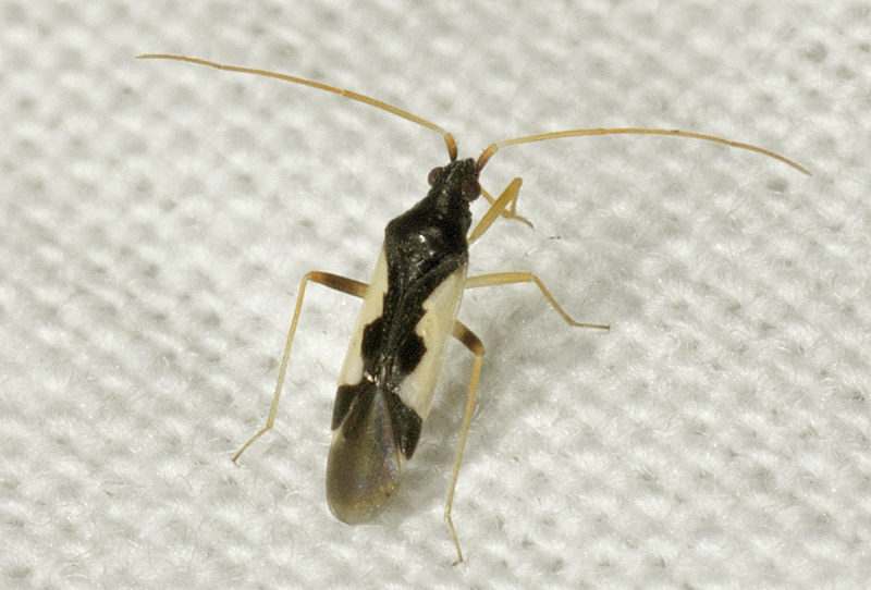 Miridae:  Hallodapus suturalis